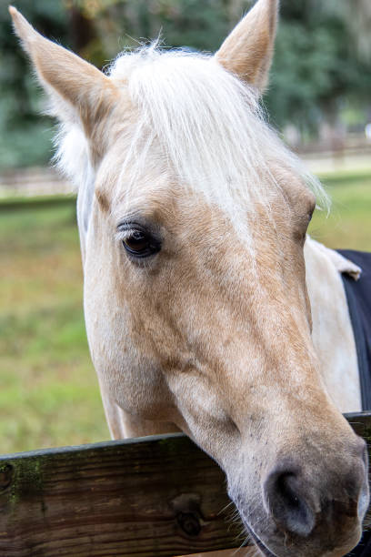 istock Portrait of a horse 1183999950