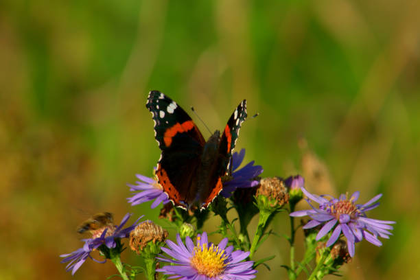 istock Red admiral butterfly on Michaelmas daisy flowers 1183999986
