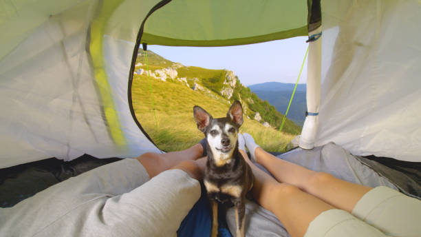istock PORTRAIT: Curious puppy looking into camera while sitting in tent between owners 1184000017