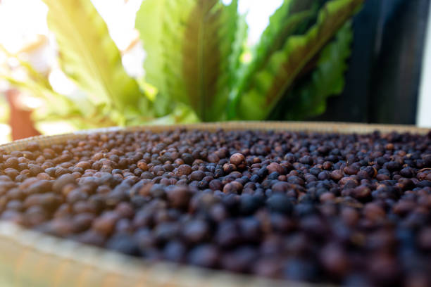 Farmers dried coffee beans.