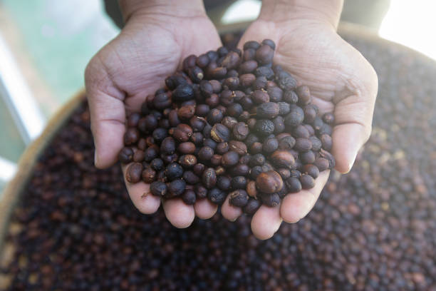 istock Farmers dried coffee beans. 1184002275