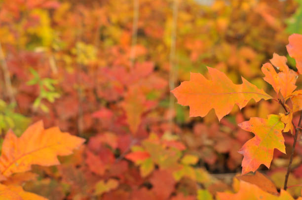 istock Autumn oak leaves 1184002869