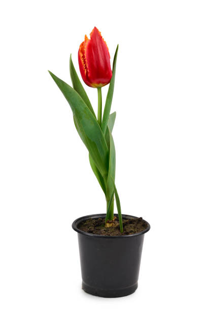 istock Tulip in a pot isolated on white background. 1184004127