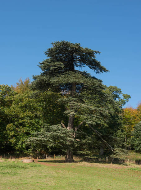 istock Lebanon Cedar or Cedar of Lebanon Tree (Cedrus Libani) with a Bright Blue Sky Background in Rural Devon, England, UK 1184004316