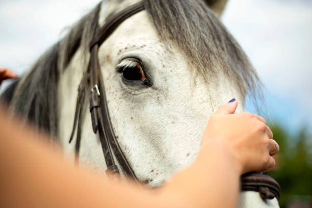 istock Horse head close-up 1184004606