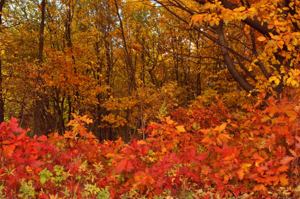 Autumn orange red trees leaves colors park weather season park forest