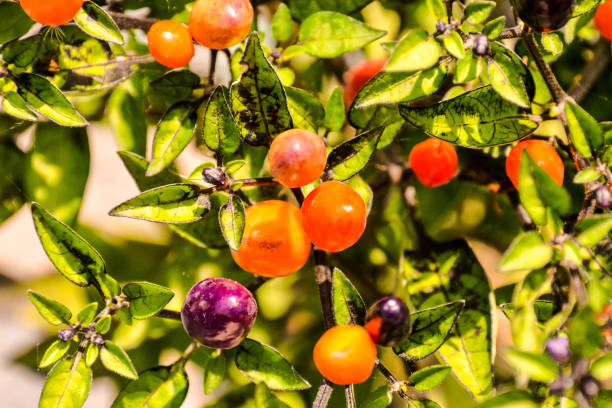 istock Multicolored chili pepper plant 1184005889