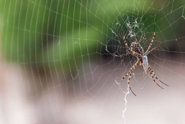 istock Spider macro suspended in the window 1184006293