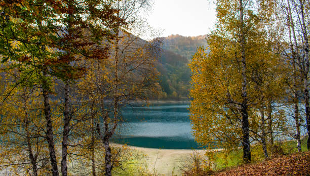 istock Beautiful view through the trees of a lake surrounded by forests 1184007202