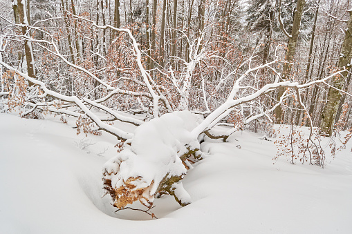 Big fallen tree trunk with wide spread branches, covered with snow, in Baiului mountains (Carpathians), Romania.