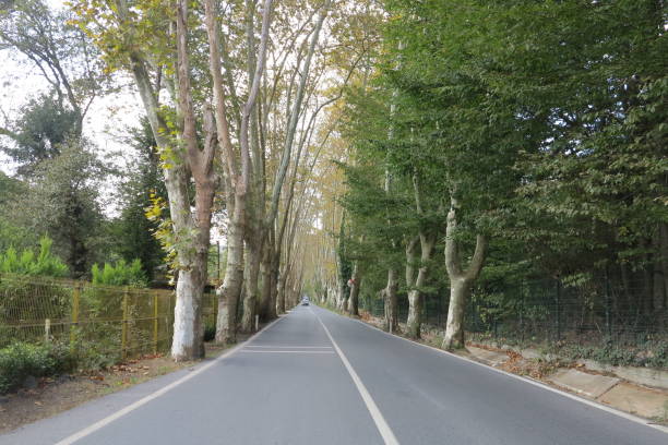 istock Belgrade forest road with big trees 1184008959