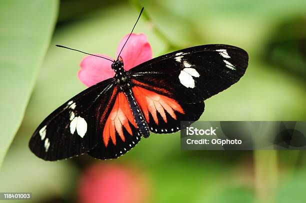 Closeup Of 도리스 Longwing 나비 나비에 대한 스톡 사진 및 기타 이미지 - 나비, 익스트림 클로즈업, 빨강