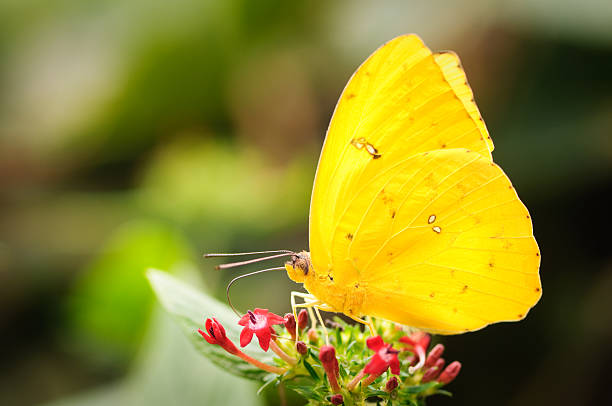 노란 나비 - yellow butterfly 뉴스 사진 이미지