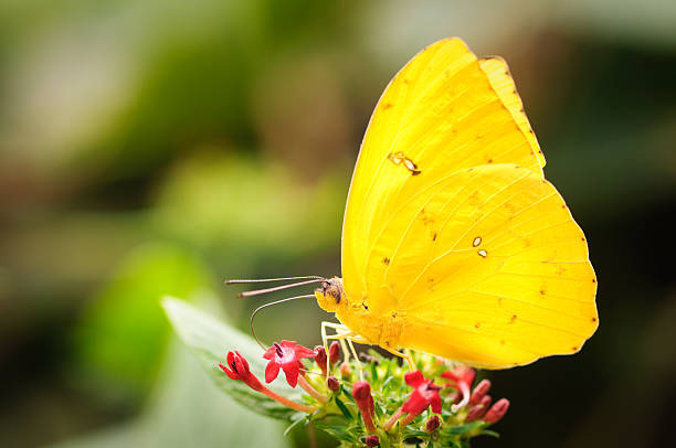 Yellow Butterfly stock photo