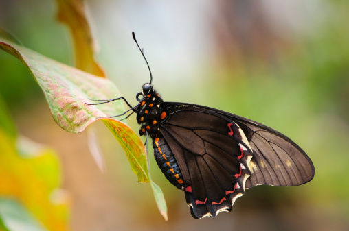 Close Up of a Black and Orange Swallowtail Butterfly  on a flower blossom with blurred backround