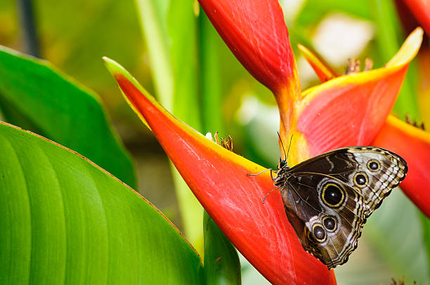 butterfly on flower on abstract background