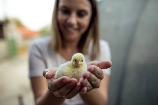 Girl holds a yellow chick in her hands