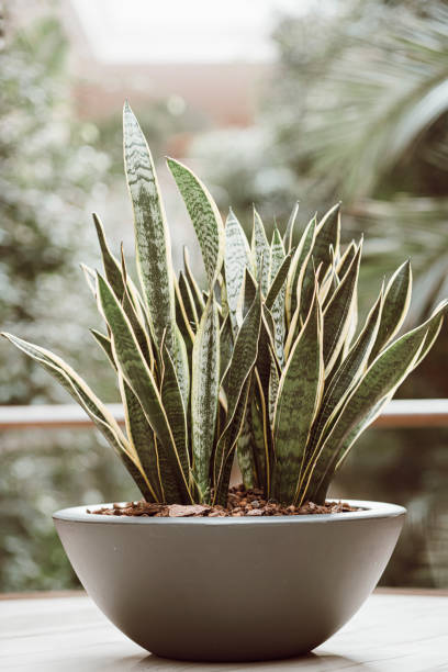 istock Sansevieria Trifasciata Prain , Mother in law tongue , Viper's bowstring hemp 1184010422