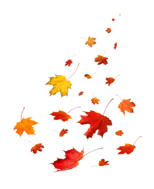 istock autumn season concept, maple leaf isolated on white background 1184010479
