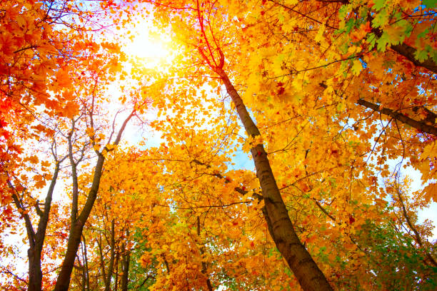 istock Autumn leaves on the sun and blurred trees . Fall background. 1184010560
