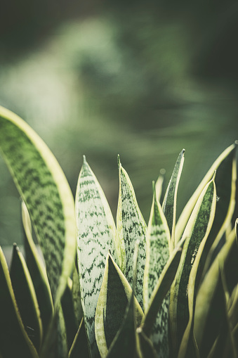 Sansevieria Trifasciata Prain , Mother in law tongue , Viper's bowstring hemp