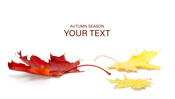 istock autumn season concept, maple leaf isolated on white background 1184010696