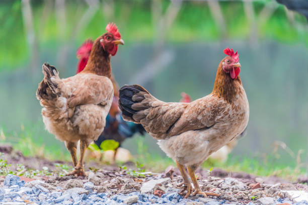 istock Chickens on traditional free range poultry farm 1184012133