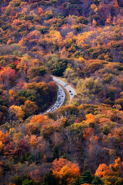 istock Curving road going through a forest of vibrant fall foliage colors. 1184012150