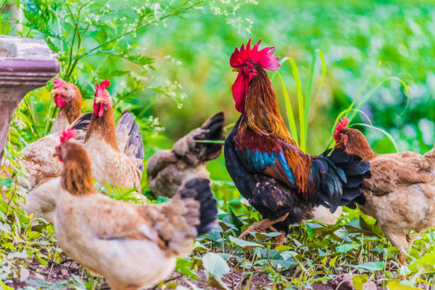 istock Rooster and chickens on a free range poultry farm 1184012338
