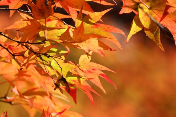 istock Japan autumn foliage 1184012361