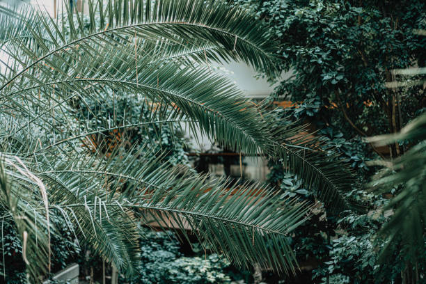 Palm leaves in garden