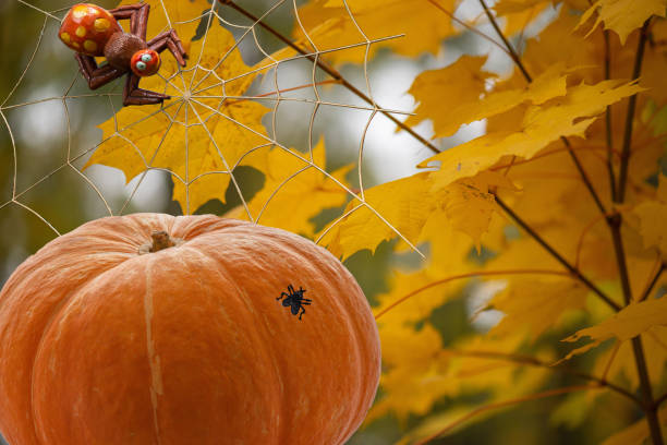 istock Orange pumpkin with a fly on a barrel a spider on a web on a background of yellow blurred maple leaves 1184013032