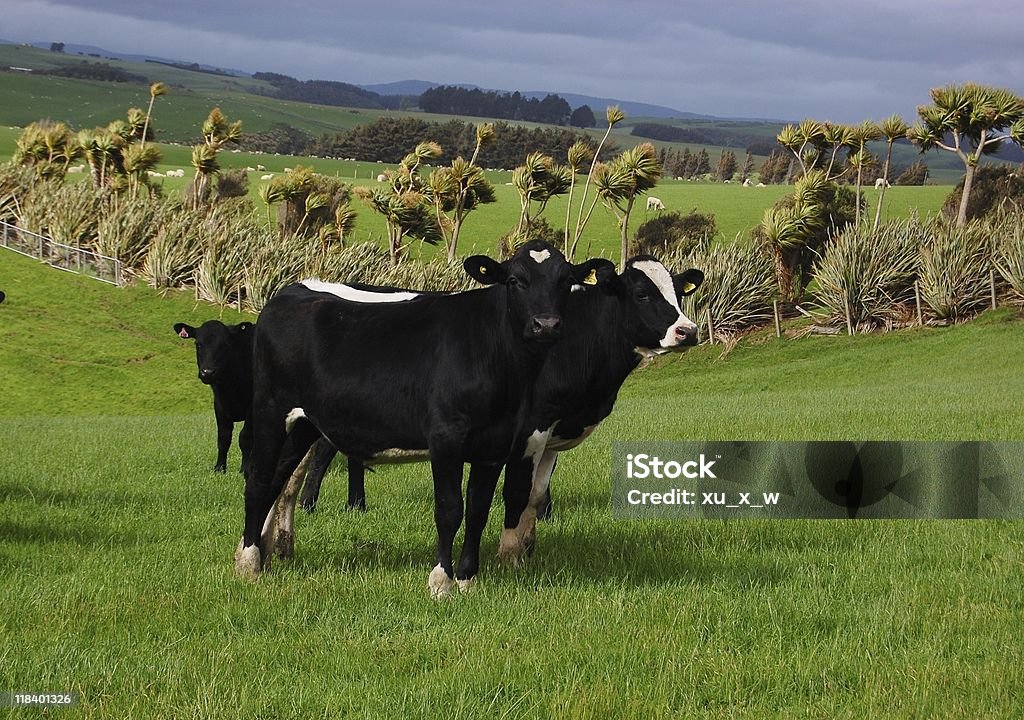 La vacas - Foto de stock de Agricultura libre de derechos