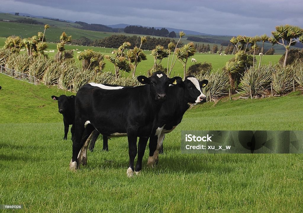 Les vaches - Photo de Agriculture libre de droits