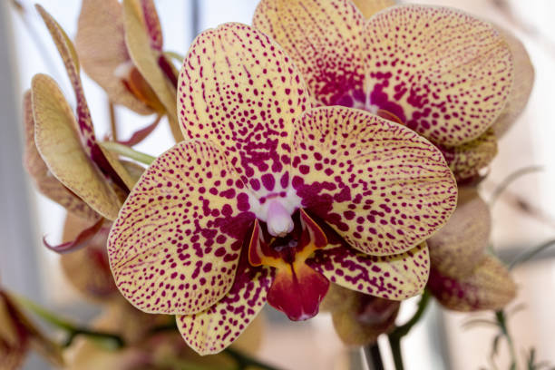 istock Purple Striped Moth Orchid 1184014034