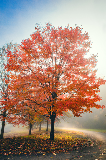 A beautiful tree in the morning fog in Pennsylvania, USA.