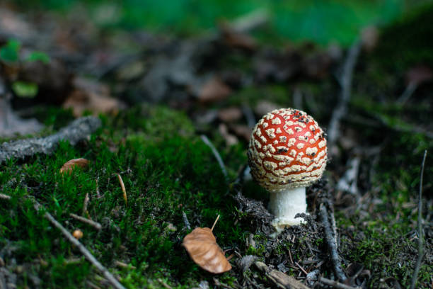 붉은 버섯 - magic mushroom moss autumn outdoors 뉴스 사진 이미지