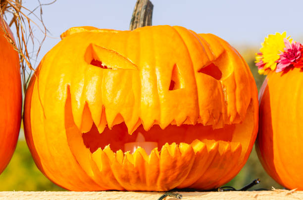 istock Carved pumpkins as decoration for Halloween 1184016663