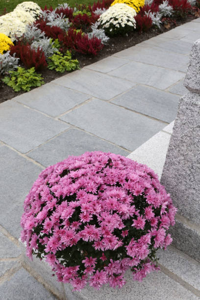 istock Pot of purple chrysanthemums. All Saints' Day. 1184017721