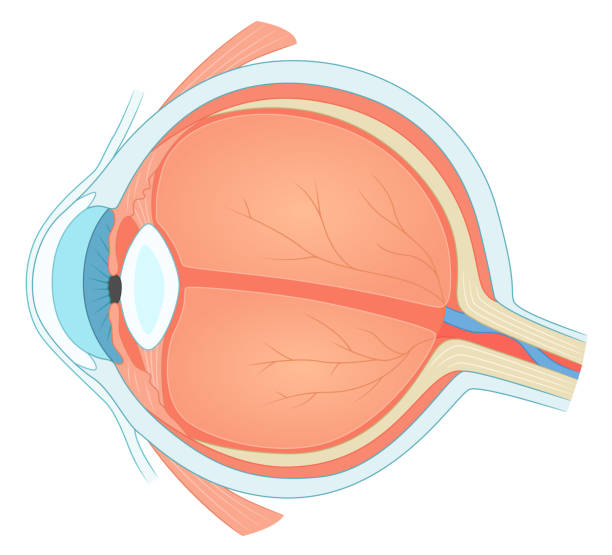 Eye structure Eye inner structure. Eye cross section. Ophthalmology medical vector illustration. visual sense stock illustrations