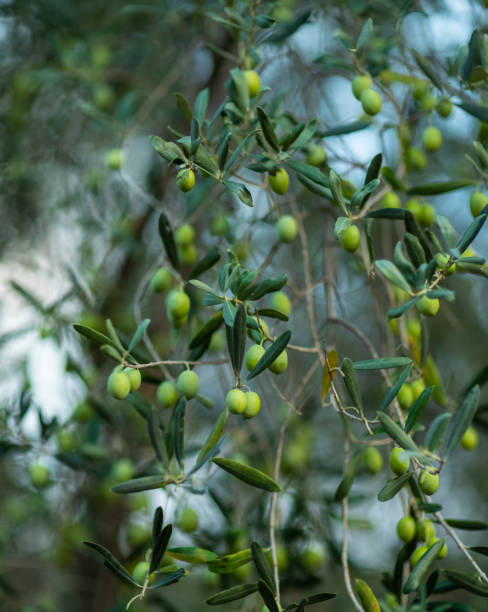 istock Greek olive grove detail selective focus 1184018230