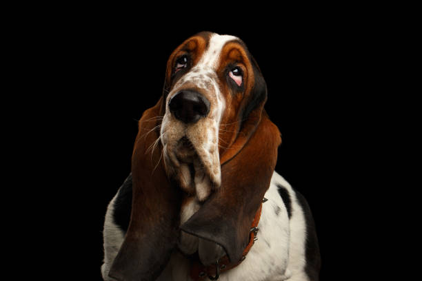 istock Funny Basset Hound on Isolated black background 1184018313