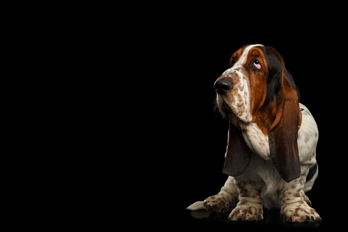 Funny Basset Hound Dog Standing and Looks Apathy on Isolated black background, Stare up