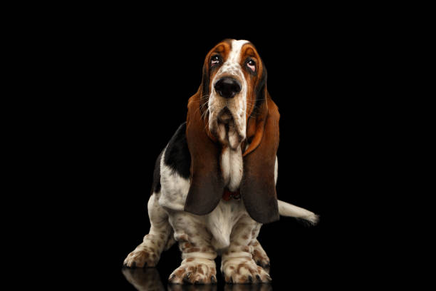 istock Funny Basset Hound on Isolated black background 1184018316