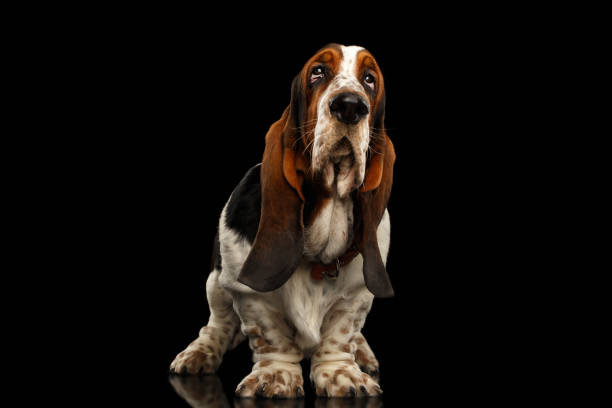 istock Funny Basset Hound on Isolated black background 1184018321