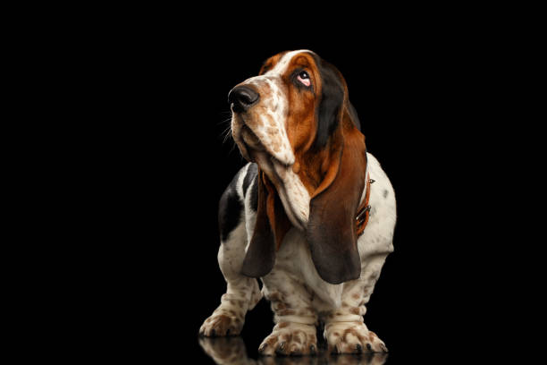 istock Funny Basset Hound on Isolated black background 1184018322