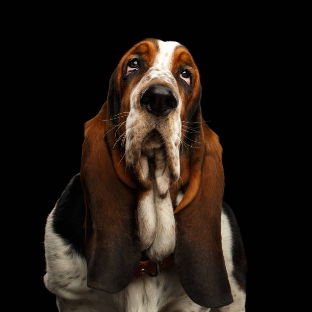 istock Funny Basset Hound on Isolated black background 1184018333