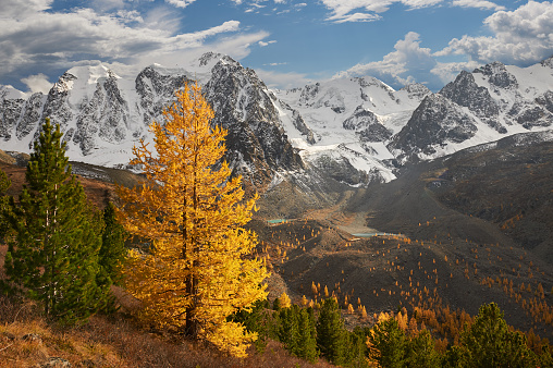 Bright colorful yellow autumn mountain lake, Russia, Siberia, Altai mountains, Chuya ridge.