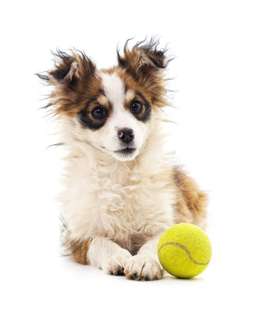 istock Small puppy with ball. 1184019382