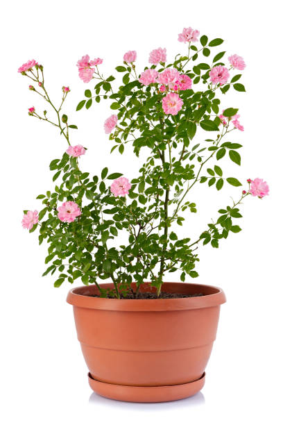 istock Bush rose in a flower pot isolated on a white background. 1184019391